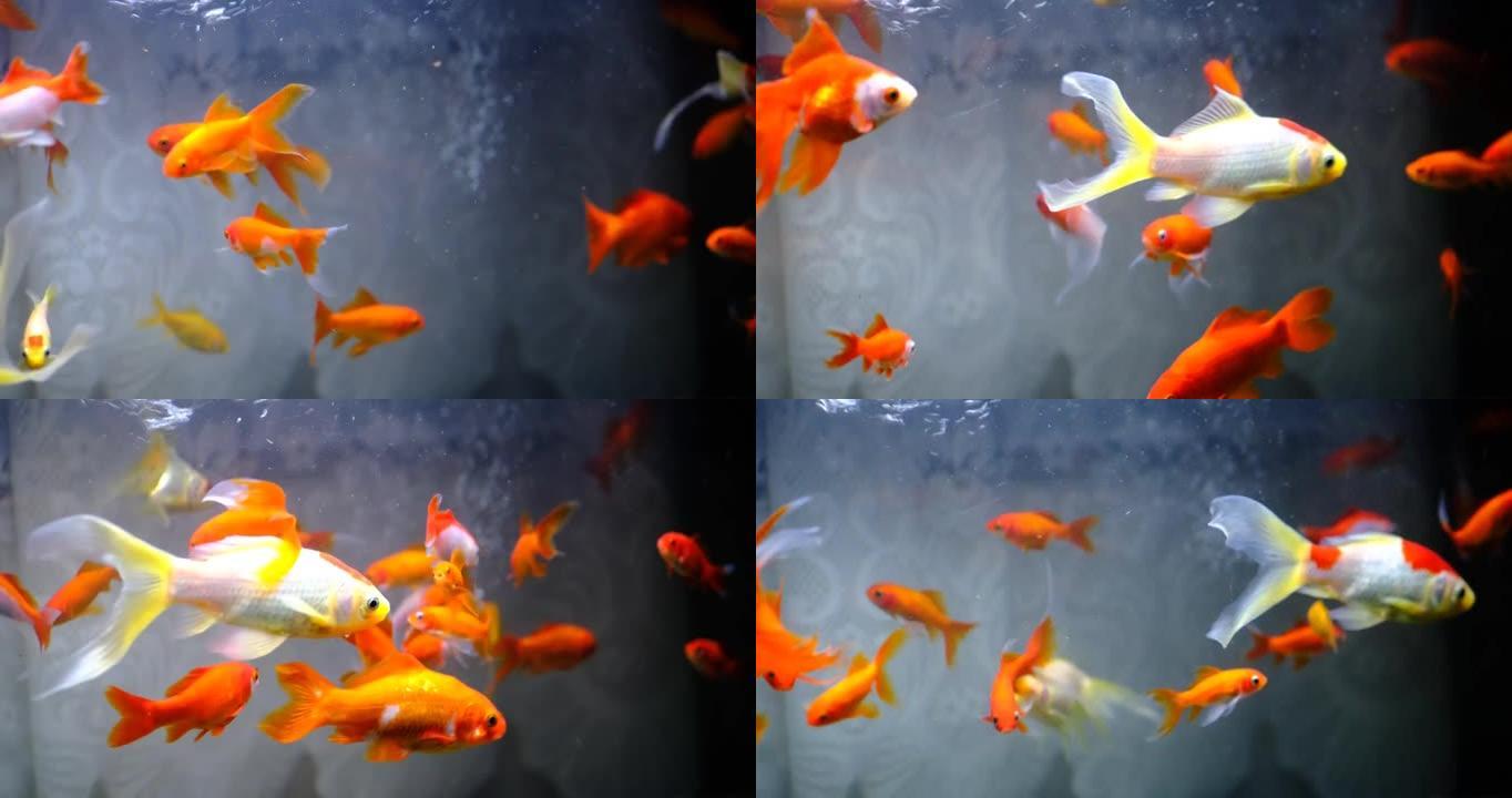 一群在大型水族馆游泳的金鱼