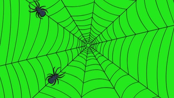 蜘蛛在绿色背景上爬网。