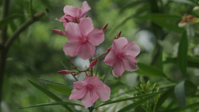 夹竹桃植物和粉红色的花
