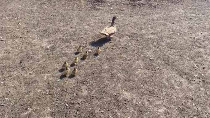 母鸭带着小鸭在农场院子里走来走去。家禽。农耕。鸭子
