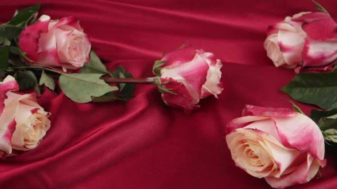 玫瑰和深粉色缎子，背景