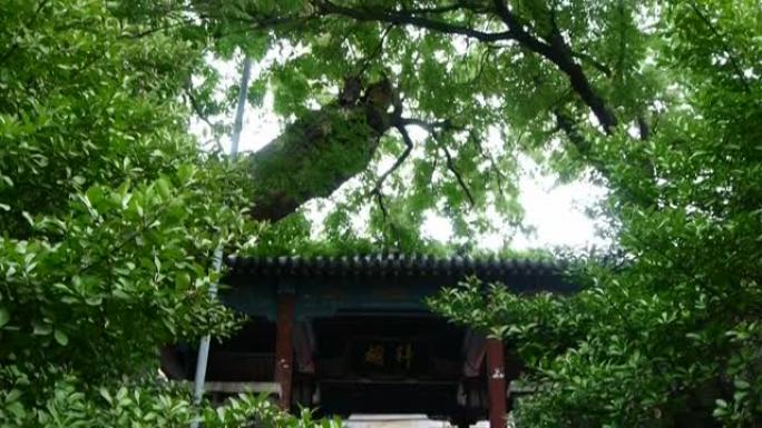 绿树下的中国古建筑。