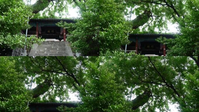 绿树下的中国古建筑。