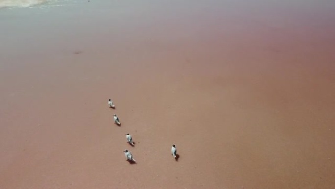 在粉红盐湖飞越海鸥。盐湖盐水蒸发池制盐设施。杜纳利拉·萨利纳 (Dunaliella salina)