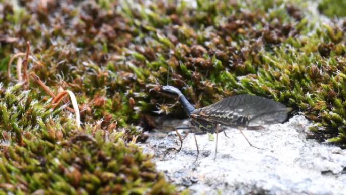 在高山普赖尔 (Phaeostigma notata) 的斑点蛇蝇