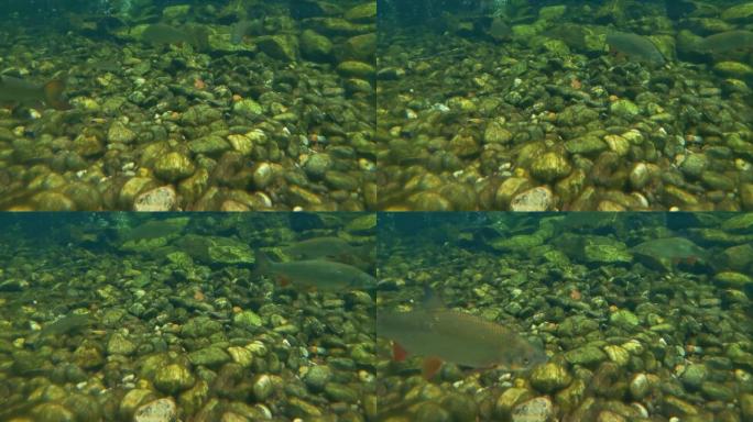水下游鱼上的摄像机视图