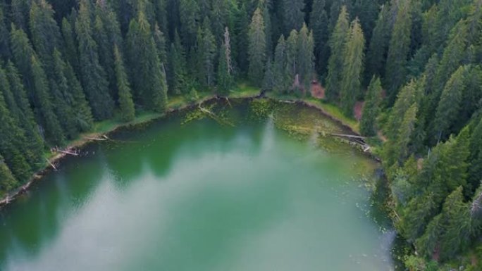 山湖水中倒下的老松树。鸟瞰图4K。