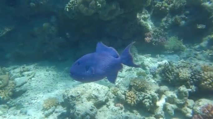 在珊瑚礁附近游泳的金鱼鱼。蓝色金鱼鱼 (假金鱼鱼) 4k-60fps