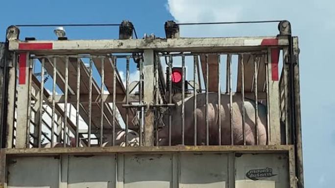 牲畜运输卡车在公路上移动猪食用猪肉