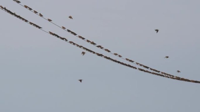 一大群鸟儿坐在电线上，在天空中一堆普通的地方起飞