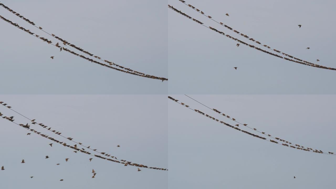 一大群鸟儿坐在电线上，在天空中一堆普通的地方起飞