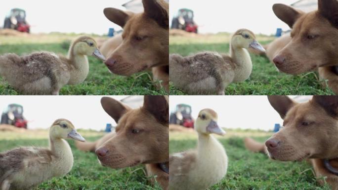 牧羊犬看着小鸭子，以免他在农场逃跑
