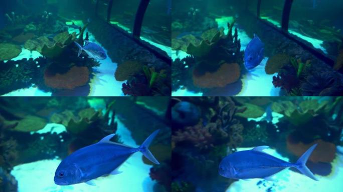 稀有海洋鱼类在蓝色水中游泳