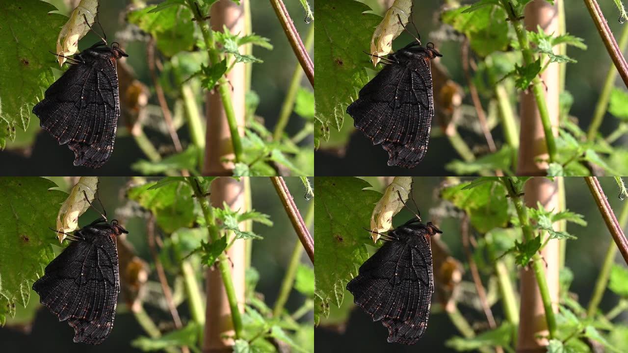 新出现的孔雀蝴蝶在空茧和滚动新形成的长鼻上休息
