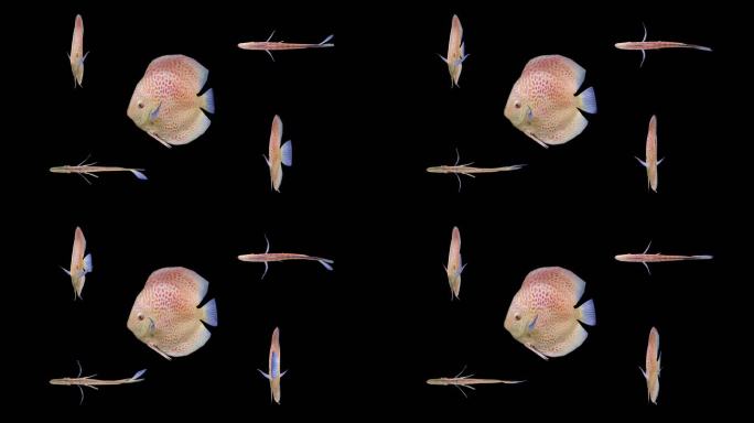 海鱼游动循环