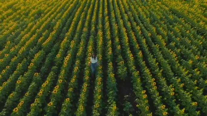 直升机飞过向日葵的田野，花朵成排。穿着牛仔裤的女孩正走在金花附近，在田野里散步。无尽的田野，丰富的收