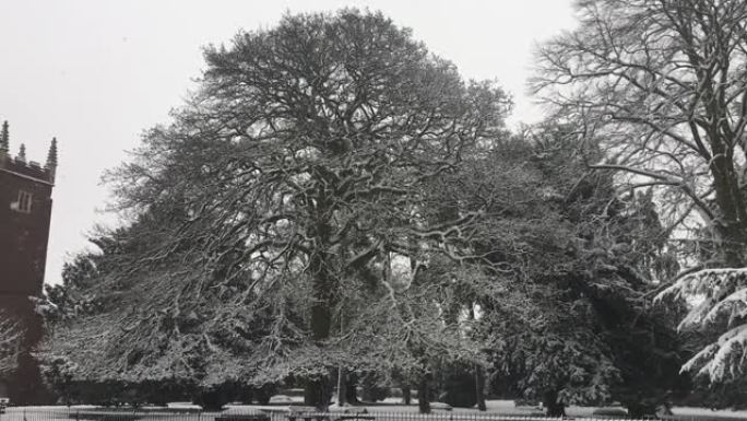 土耳其橡树 (栎树)-雪中的树