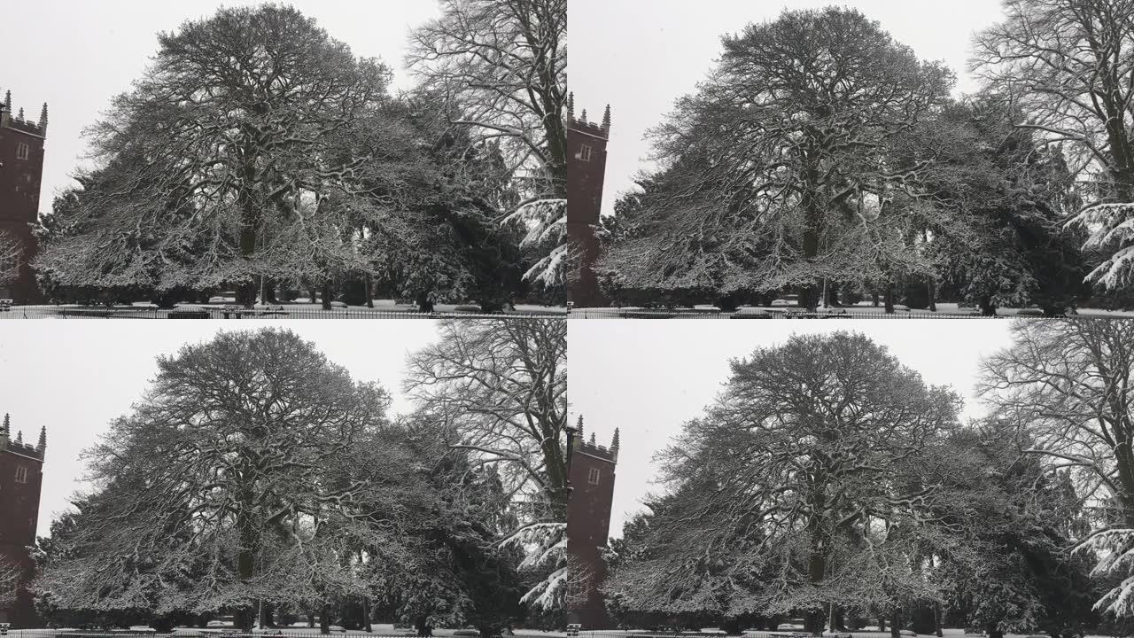 土耳其橡树 (栎树)-雪中的树
