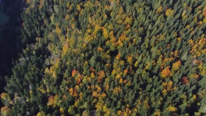在秋天的季节，空中俯瞰常绿森林的秋天树叶