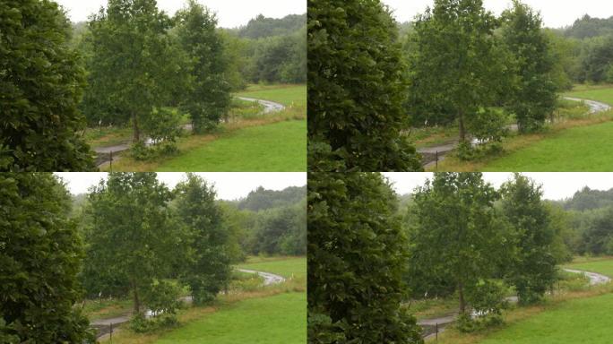 森林和农田背景下的大雨。夏雨。淋浴天气不好。雨水落在绿色植物的叶子上。平静放松的冥想平静的背景。秋天