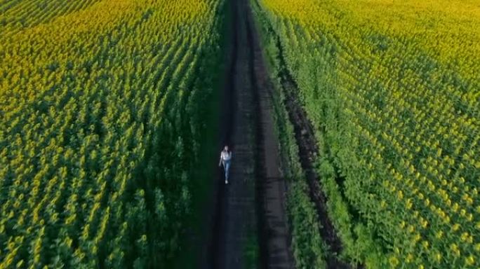 鸟瞰图，两条花田之间的一条乡村大路。女人沿着马路走，一望无际的田野，金黄的向日葵。4k，普洛雷斯