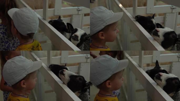 小乖在笼子里喂小羊。可爱的小孩看动物玩得开心花时间在联系动物园。快乐的家庭旅行，参观在家农场喂养野生