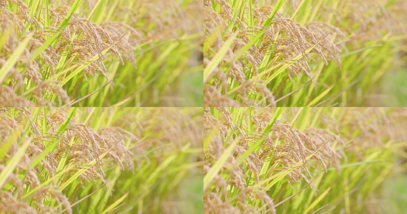 新鲜大米在风中摇曳