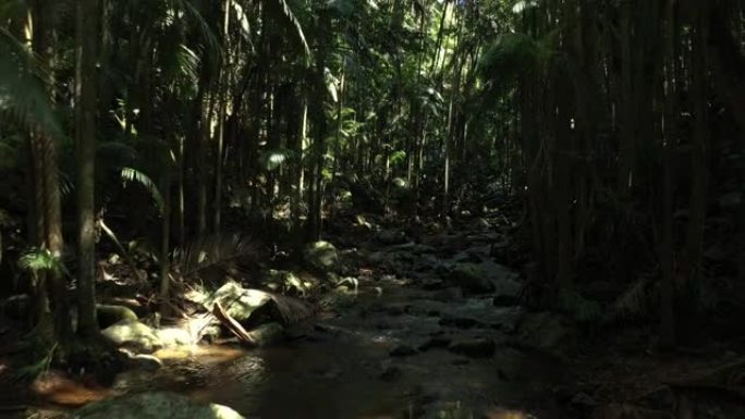 澳大利亚一片茂密森林的4k航拍。