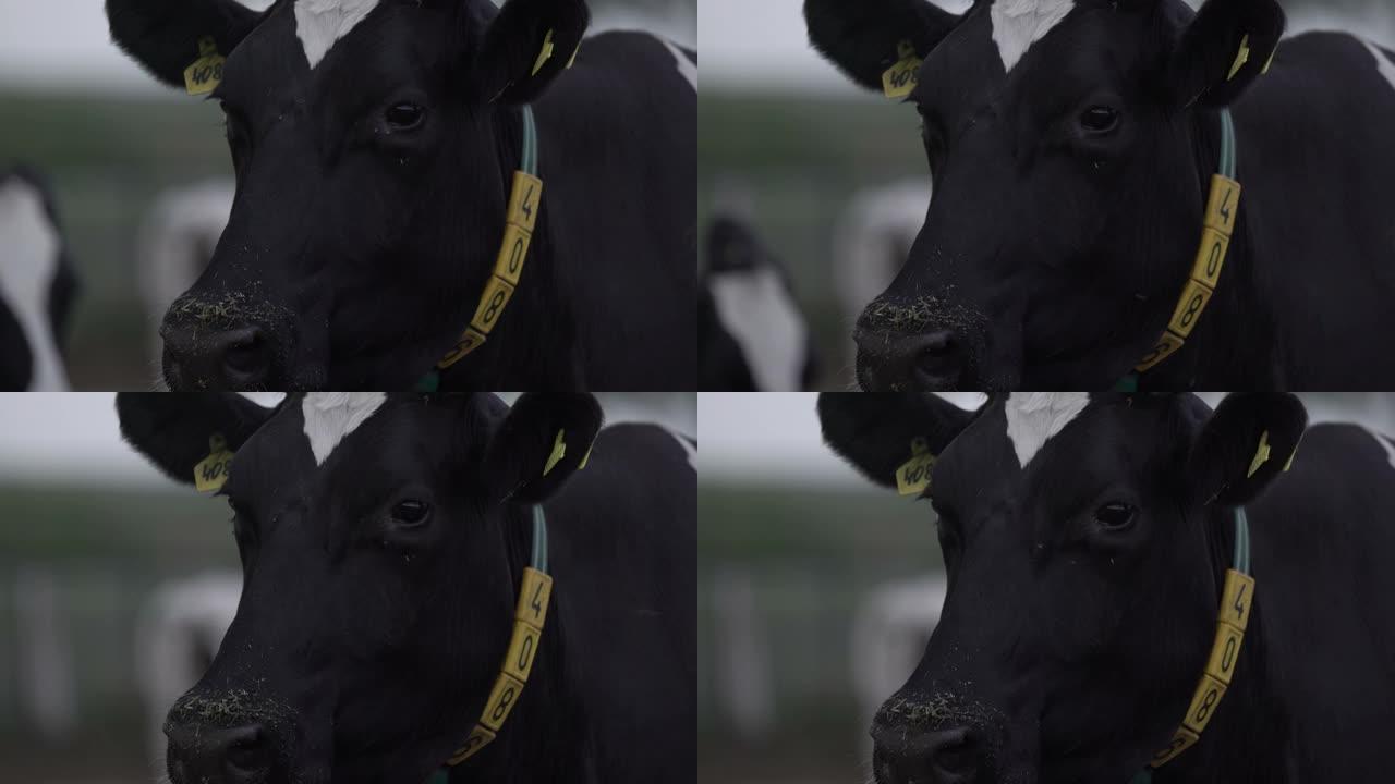 黑白牛头，上面有一只苍蝇，脖子上有数字项圈。牛奶和肉类行业。