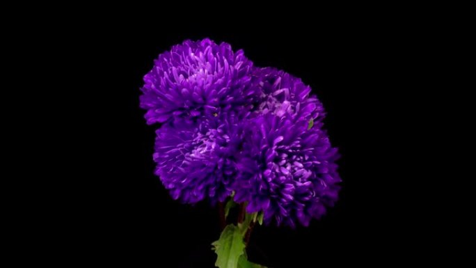 美丽的紫罗兰紫苑花朵开口