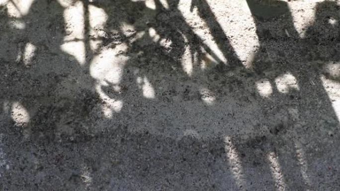 Wrightia抗痢疾树影反映在混凝土地板上