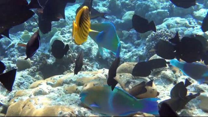 绿腹鹦嘴鱼-海鱼，红海埃及，4k视频剪辑