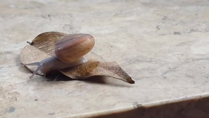 常见的花园蜗牛，螺旋蜗牛，在大理石石材台面背景上的棕色leave上爬行。带壳的陆生腹足纲软体动物在人