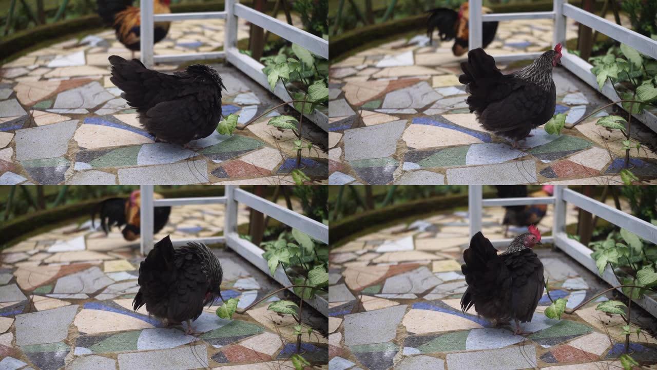 雌性矮脚鸡。迷你黑色的观赏鸡。