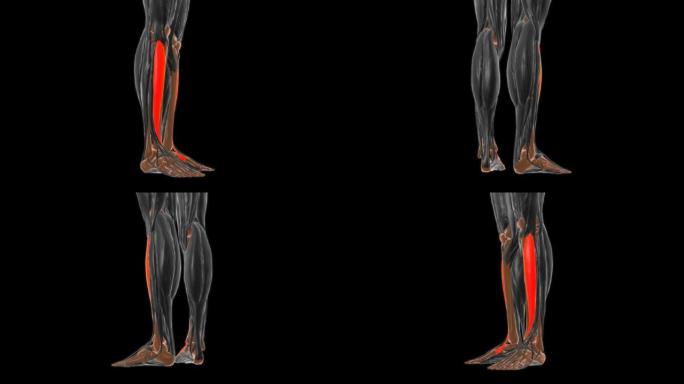 医学概念3D胫骨前肌解剖