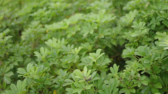 鹅掌柴五加科鹅掌柴属常绿灌木