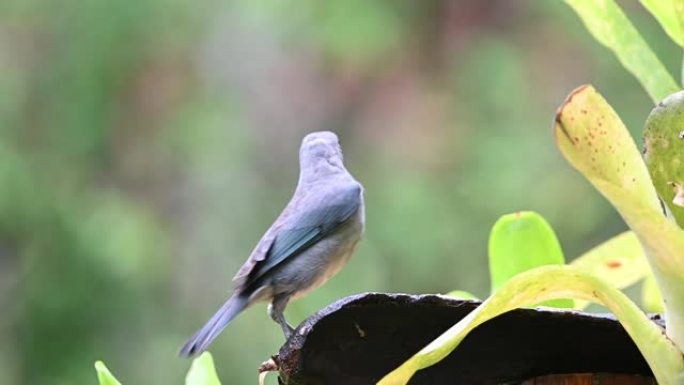 在雨天在雨林中觅食的Sayaca Tanager (Thraupis sayaca)。