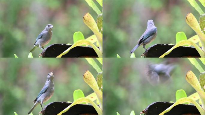 在雨天在雨林中觅食的Sayaca Tanager (Thraupis sayaca)。