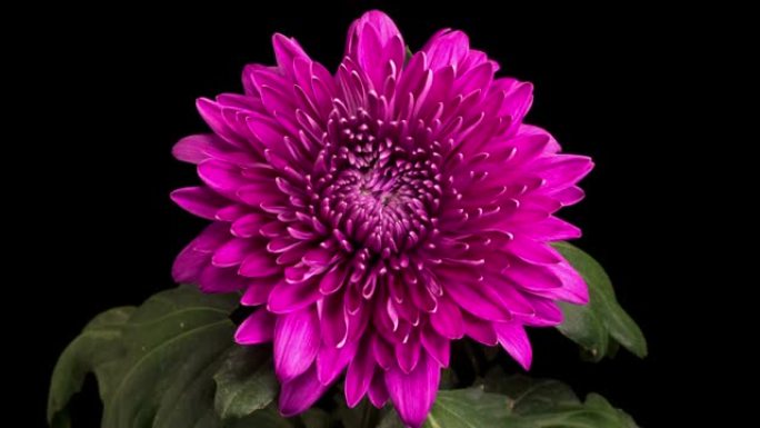 美丽的紫色菊花开菊花开花延时菊花盛开延时