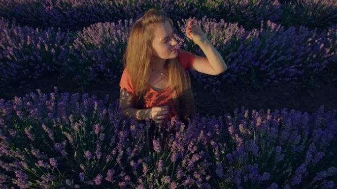 哈皮女孩采摘薰衣草花并闻它。夏季的薰衣草草地。薰衣草、水疗和芳香疗法的香水概念。特写，相机拍摄。