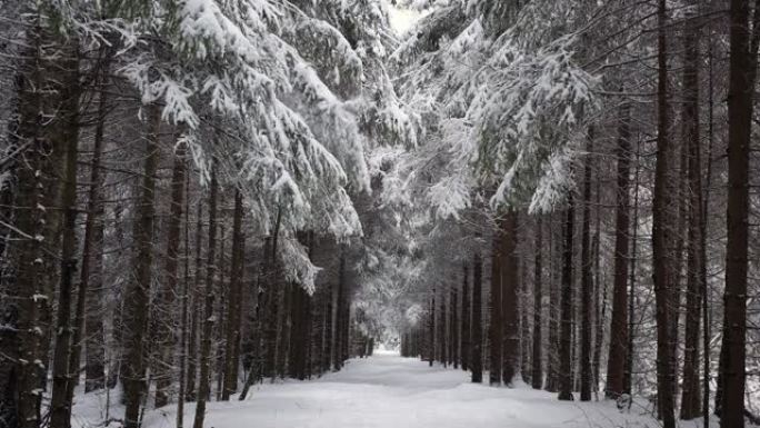 降雪后，在白雪皑皑的森林中穿出心形的树冠