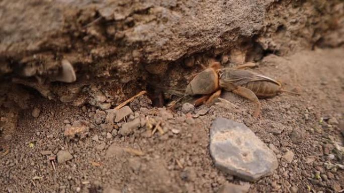 鼹鼠蟋蟀正在土壤里挖。
花园里的鼹鼠蟋蟀。
鼹鼠蟋蟀的特写镜头。
特写鼹鼠蟋蟀
动物，动物，动物，昆