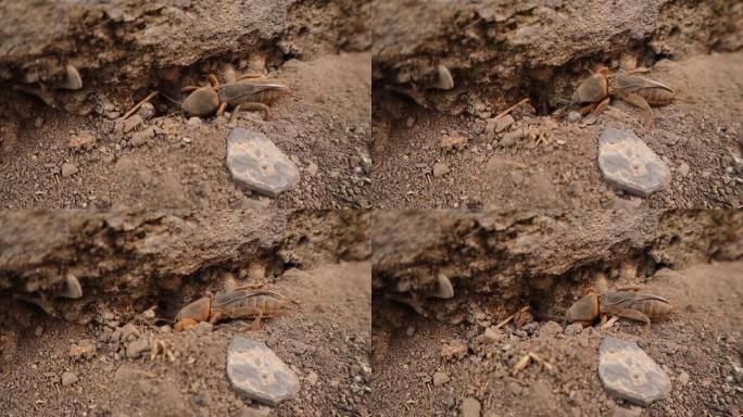 鼹鼠蟋蟀正在土壤里挖。
花园里的鼹鼠蟋蟀。
鼹鼠蟋蟀的特写镜头。
特写鼹鼠蟋蟀
动物，动物，动物，昆