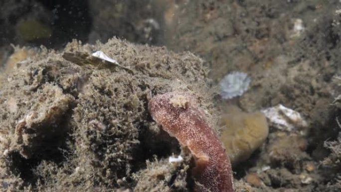 沿着柔软的珊瑚海绵爬行的裸科物种Thordisa的海洋科学观察。