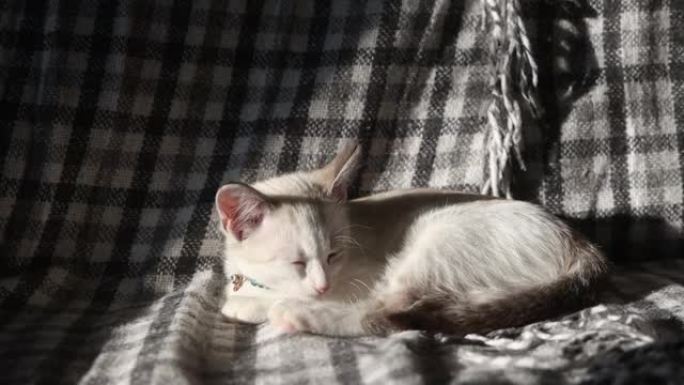 阳光下沙发上的白色小猫
