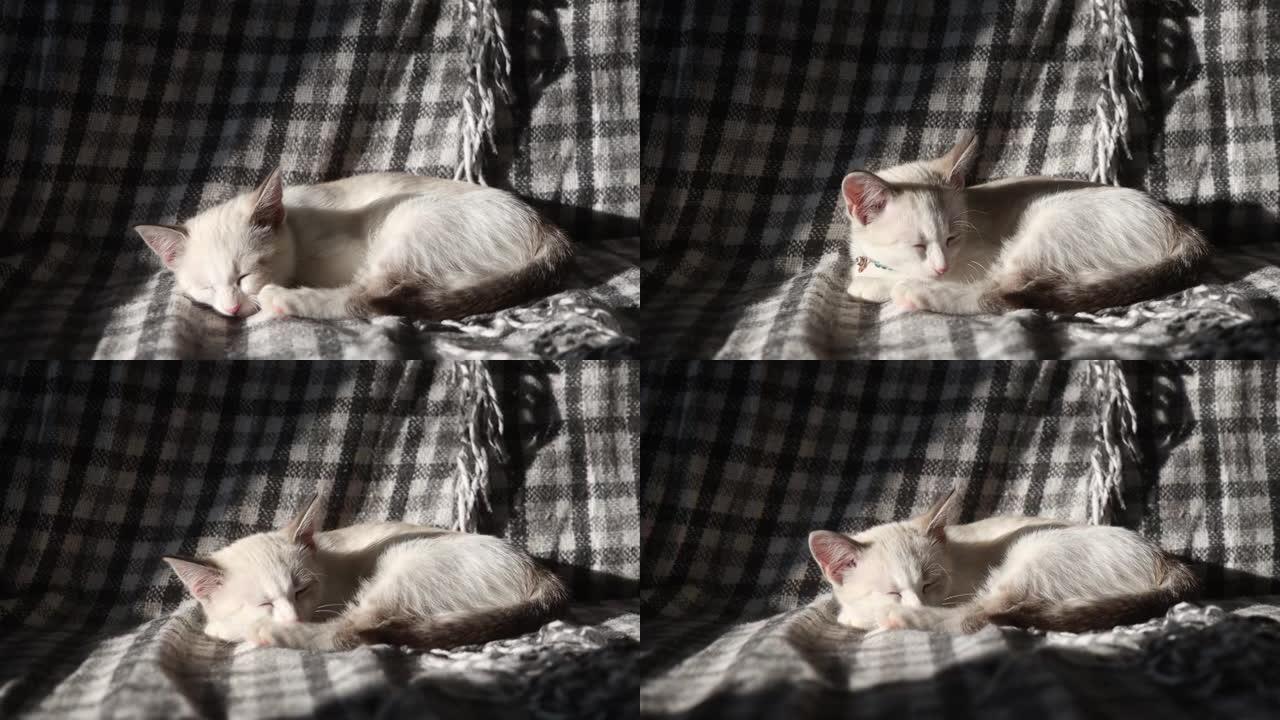 阳光下沙发上的白色小猫