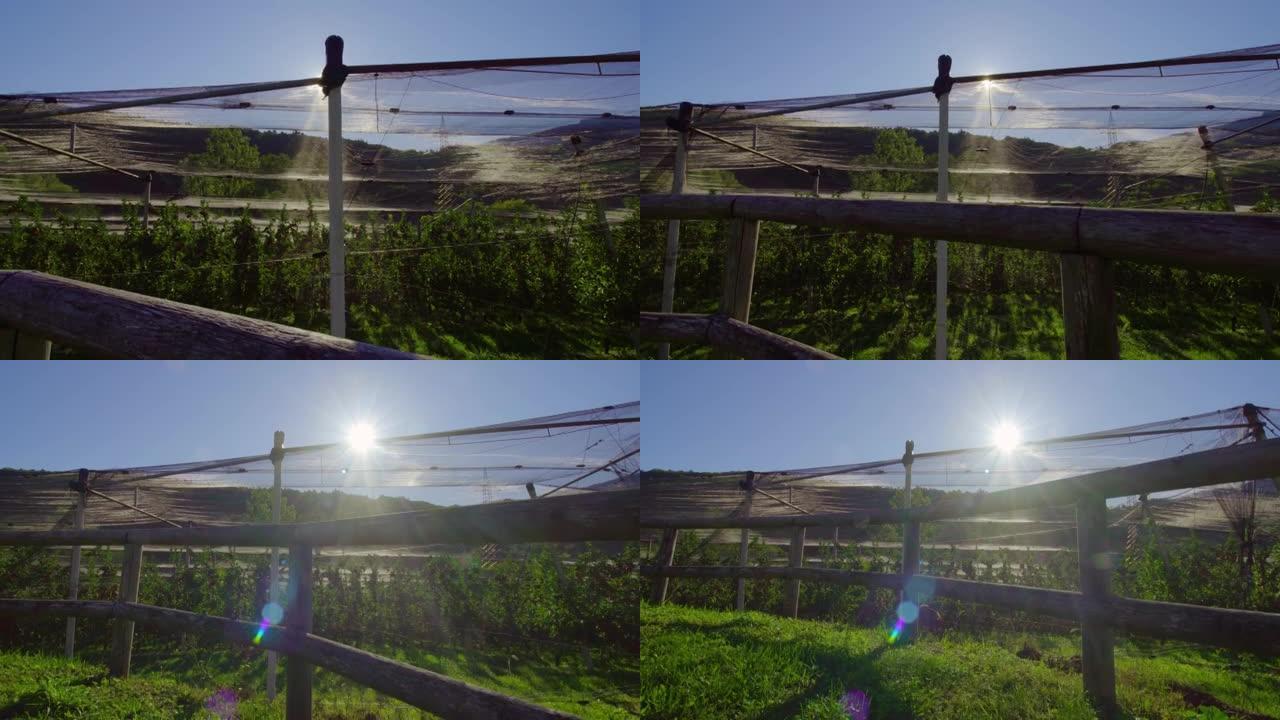 阳光照在木栅栏后面的网下的苹果园上