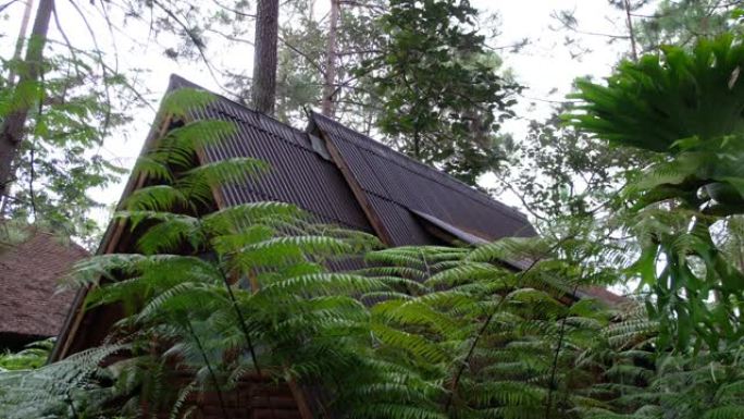 松树树林中的小木屋和植物