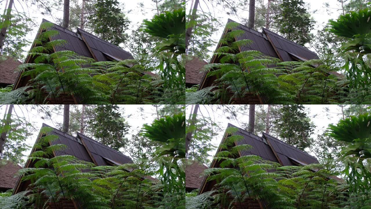 松树树林中的小木屋和植物