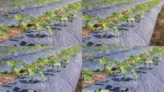 农民在向日葵花园使用塑料薄膜控制杂草。